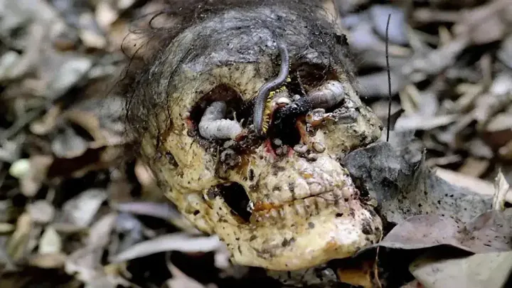 Top 10 Video Nasties That Gave Britain the Chills