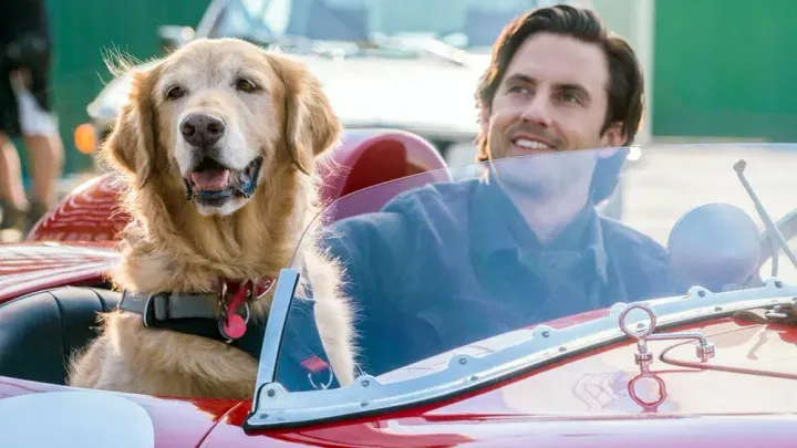 15 Best Dog Movies: The Perfect Family Viewing!